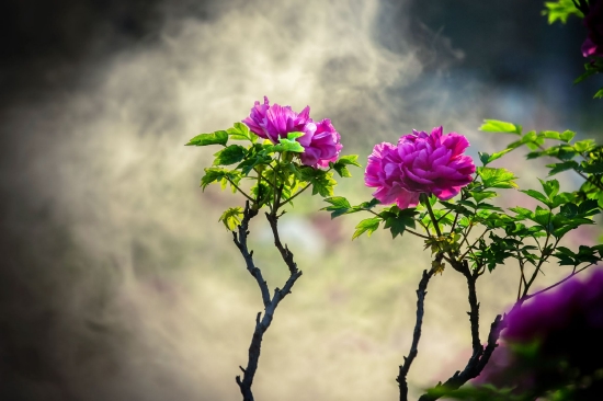 （菏澤市曹州牡丹園。圖片來源：菏澤市攝影家協會馬曉東）